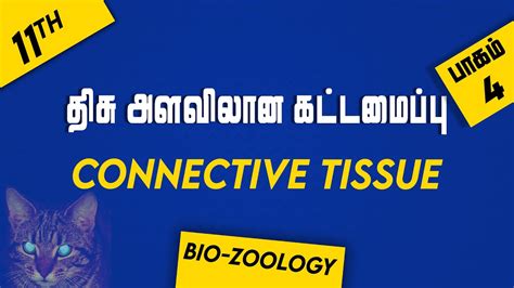 11th Bio Zoology Chapter 3 Part 4 Tissue Level Of Organisation