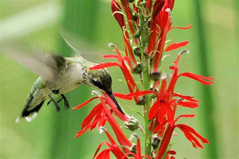 10 Best Flowers For Attracting Hummingbirds
