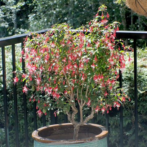 Fuchsia Tree Looks Great This Year Gardening