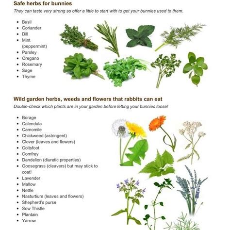 These Herbs Weeds And Flowers Are Safe For Your Bunny To Eat Just