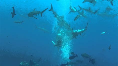 Australia Great Barrier Reef Shark Dive Youtube