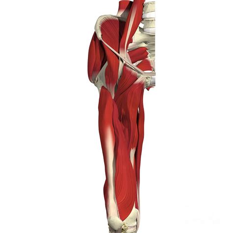 Muscles Of The Hip And Thigh Photograph By Medical Images Universal
