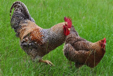 Egg laying and fly tying. Best All-Around Chicken Breed?