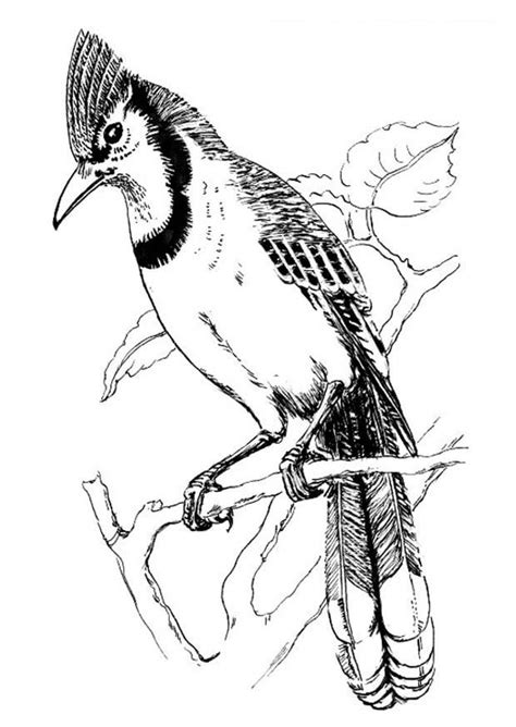 realistic blue jay coloring pages coloring pages