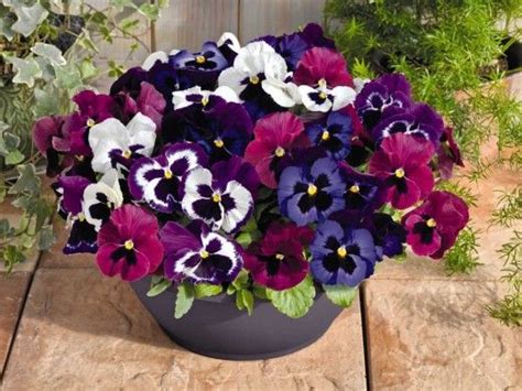 How To Plant And Care For Winter Blooming Pansies Winter