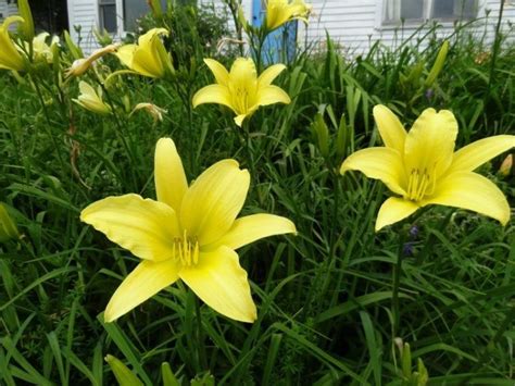 10 Beautiful Types Of Yellow Flowers For Your Backyard Yellow