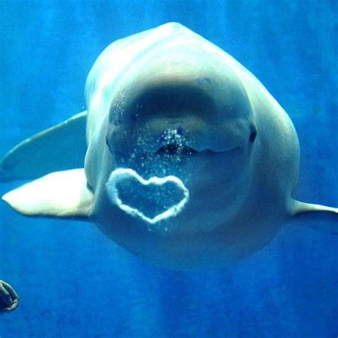 dolphin kiss heart beluga whale whale beluga