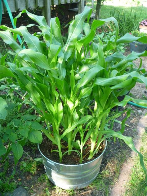 We plant our sweet corn 4 inches apart this gives us 9 plants per square foot. My Homemade Iowa Life: Container vegetable gardening tips ...