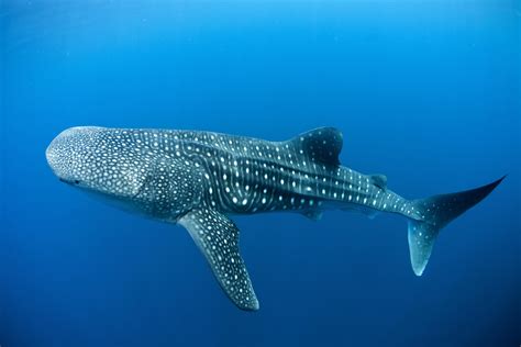 Whale Shark Underwater Ocean Sea Wallpaper 3000x2000 418108