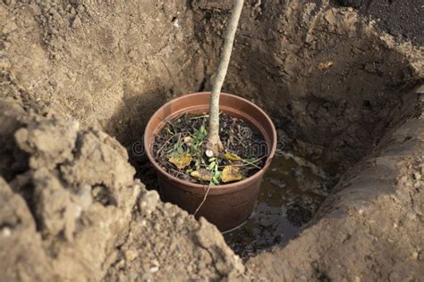 Seedling In A Pot Planting A Tree In The Ground Stock Photo Image Of