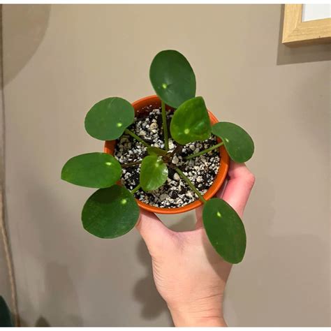Pilea Peperomioide Plants for sale in Van Nuys | Facebook Marketplace