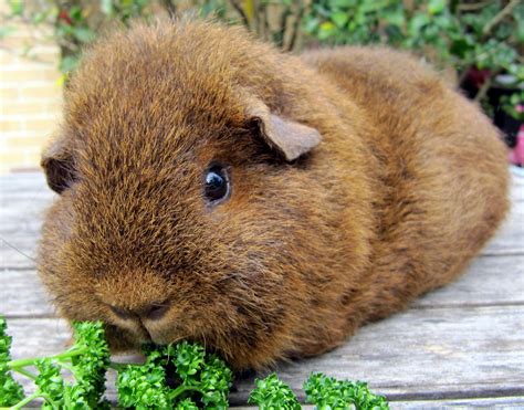 This means their hair looks ridged and spiked. All Things Guinea Pig: Breeds and Varieties