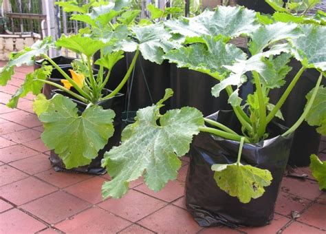 Gardening In Grow Bags Benefits How To Use Watering And More