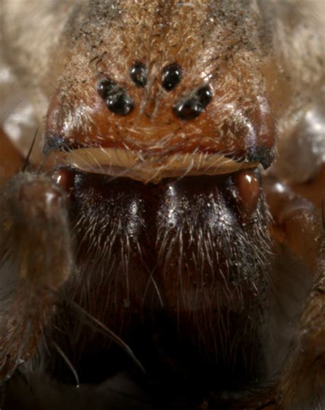 Hobo Spider Tegenaria Agrestis Atypical Eye Pattern Eratigena