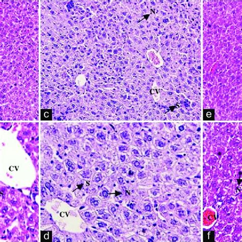 Histopathological Results Of Livers In Mice After Oral Administration