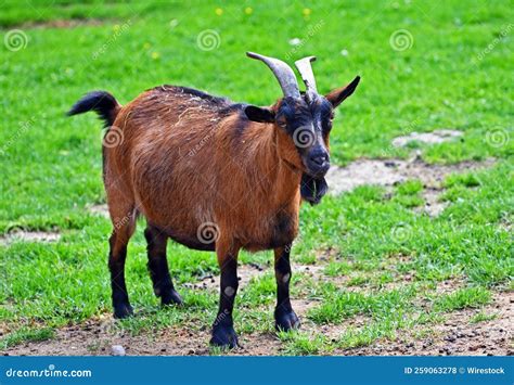 Close Up Of A Brown Goat In A Field Stock Photo Image Of Fauna Breed