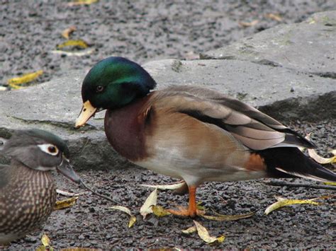 Flickr Discussing Wood Duck X Mallard In Hybrid Birds