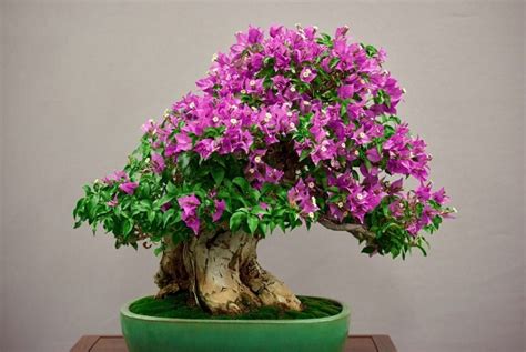 Ini Dia Cara Membuat Bonsai Mudah Untuk Pemula Lamudi