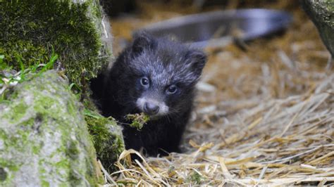 New Arrivals At The Zoo At Sewerby Hall And Gardens Eight Raccoon Dog