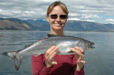 Northwest Salmon And Steelhead Fishing Lake Chelan Lakers And Chinook