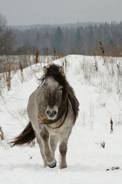 yakutian horses images  pinterest horses horse  animais