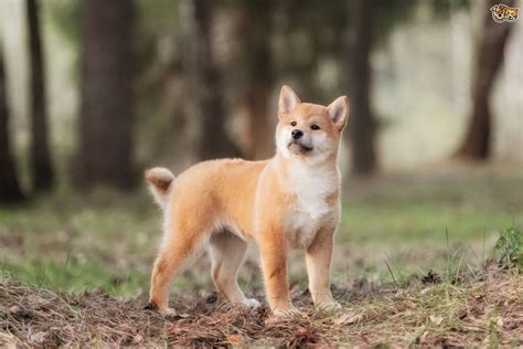 Japanese Shiba Inu Dog Breed Facts Highlights And Buying