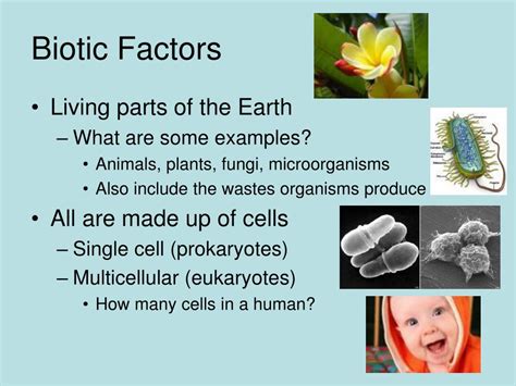 Ppt Chapter 3 How Living Things Interact Powerpoint Presentation