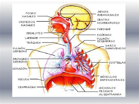 Anatomia Del Sistema Respiratorio Imagui