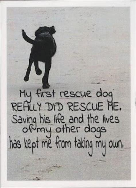 10 Best Quotes For Amazing Rescue Dog Images On Pinterest Rescue Dogs