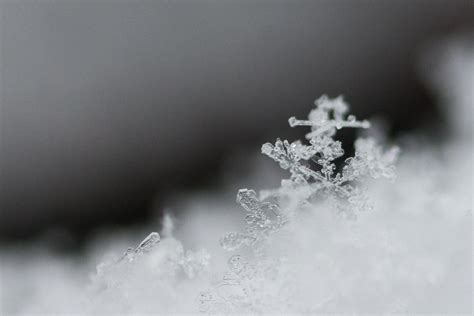 Free Images Branch Snow Cold Winter Black And White Frost