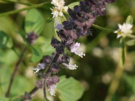 Ocimum americanum – eFlora of India