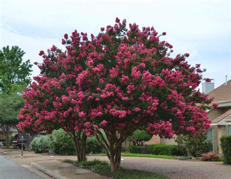 Flowering Trees In Texas An Overview Lee Ann Torrans Gardening
