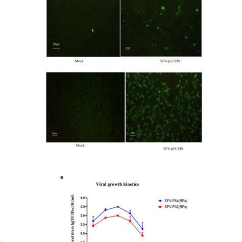 Expression Of Heterologous Proteins In Bhk Cells With Sfvcs Rp