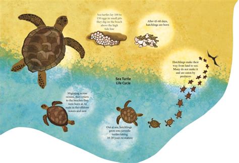 Life Cycle Of A Turtle Information John Mccray