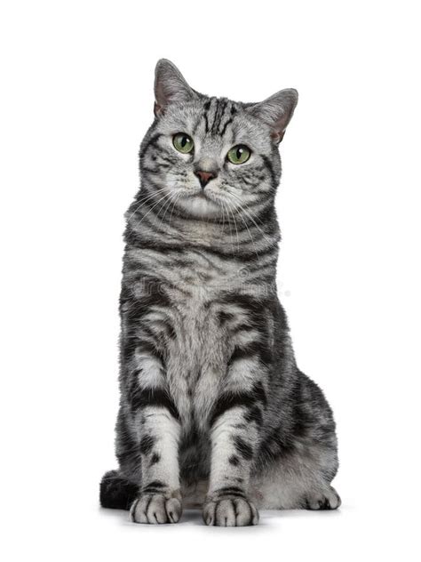Handsome Black Silver Tabby British Shorthair Cat Sitting Straight Up