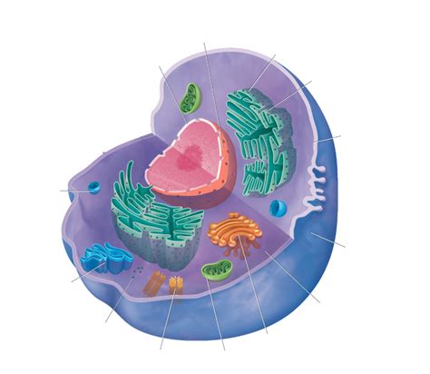 Eukaryotic Cell Diagram Labeled