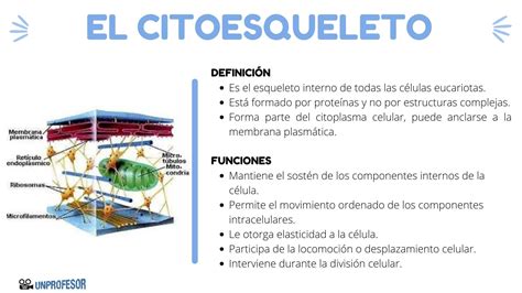 Función Del Citoesqueleto Y Estructura Resumen Vídeos