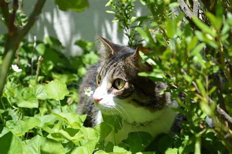 garden plants toxic  outdoor cats figo pet insurance