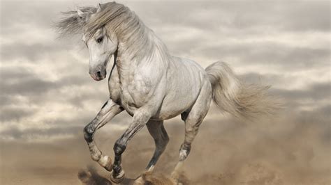 White Horse 4k 3840x2160 37 Wallpaper Pc Desktop