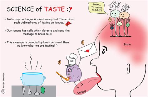 Science Of Taste Fuzzy Synapse