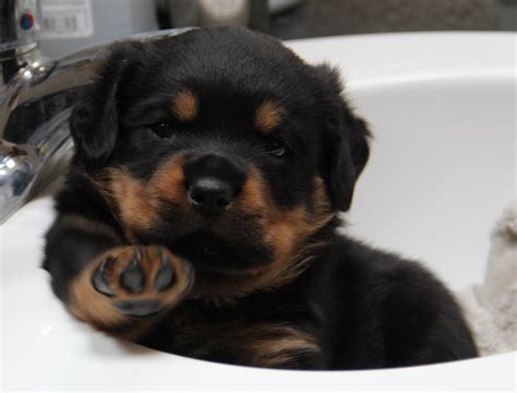 A wide variety of rottweiler puppies options are available to you, such as material, feature, and style. Rottweiler Puppies Az - Pets Ideas