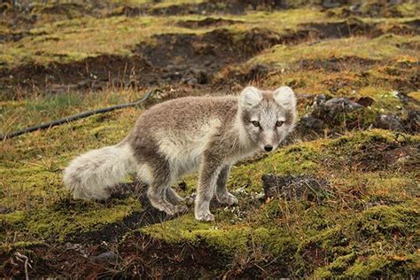 25 Little Known Facts About Arctic Foxes