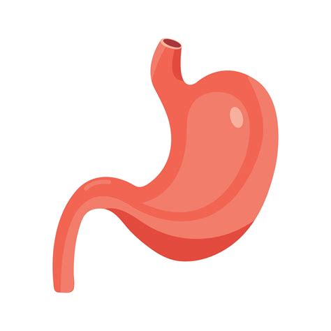 Illustration Of Human Stomach 2557091 Vector Art At Vecteezy