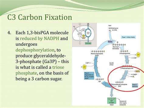 Ppt C3 Carbon Fixation The Calvin Benson Bassham Cbb Cycle