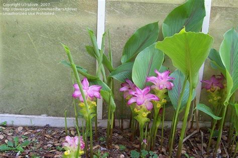 Curcuma petiolata (hidden cone ginger) has large, tropical looking leaves (10 long by 6 wide) that form a 3' tall clump. View picture of Hidden Ginger, Hidden Lily (Curcuma ...