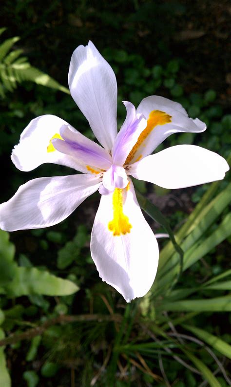 This African Iris Is Blooming Today 20140419 On My Patio Happy