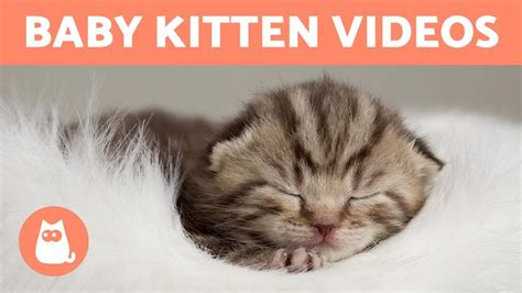 Baby Kitten Videos 😻 Cute And Funny Cats Compilation Youtube