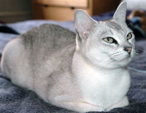 Burmese cats are my passion. Burmilla History, Personality, Appearance, Health and Pictures