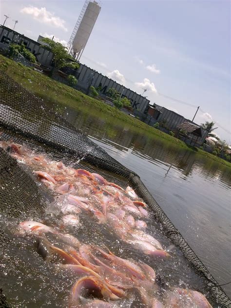 Ini di sebabkan ikan talapia merah mendapat permintaan tinggi baik di restorent mahupun isi dapur. KOLAM MEMANCING LEMBAH MERANTI: PELEPASAN IKAN BARU 15 ...