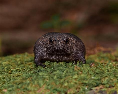Meet The Black Rain Frog A Grumpy Looking Amphibian Magazine